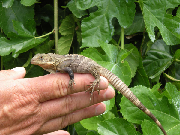 This is a young male Ctenosaura melanosterna. 