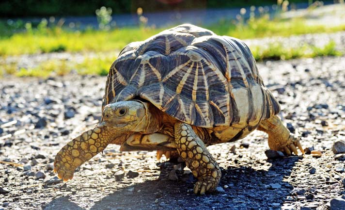 Burmese star tortoise