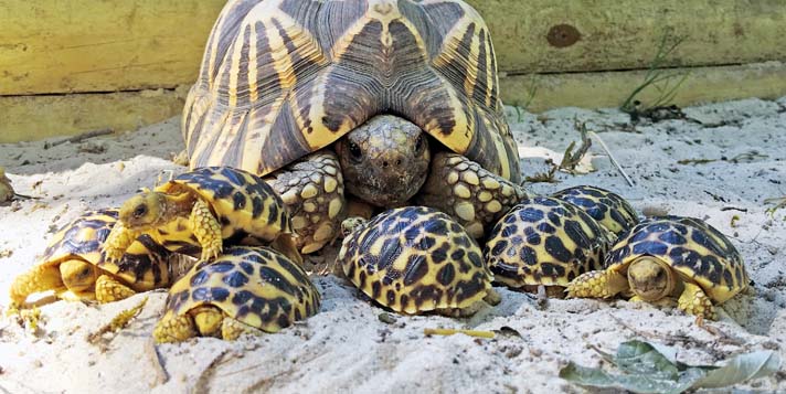 Burmese star tortoise with offspring