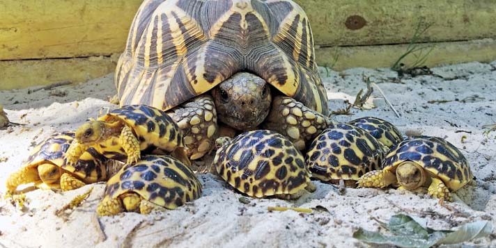 burmese star tortoise