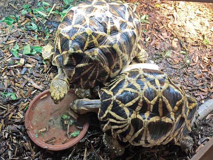 Burmese star tortoise