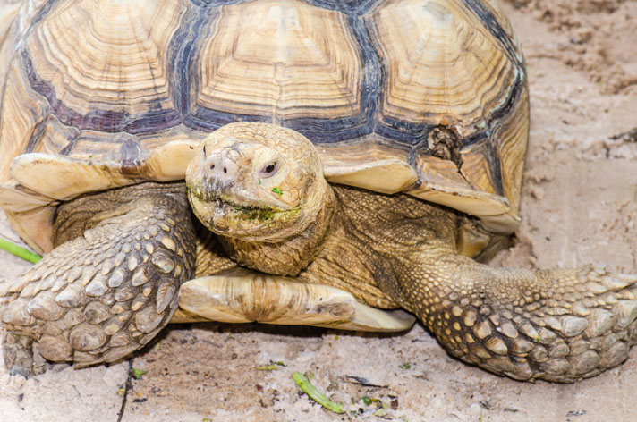 African spur-thighed tortoise