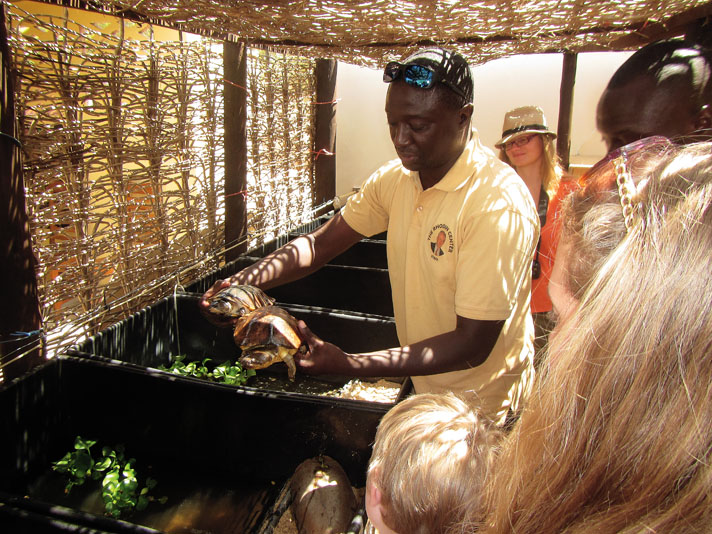 The author explains African forest turtle (Pelusios gabonensis) morphometrics to visitors at the Rhodin Center.