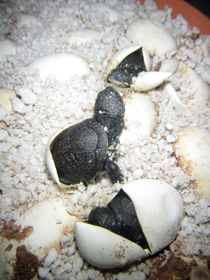 Adanson’s mud terrapins hatching at the Rhodin Center.