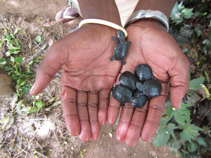 African helmeted turtle hatchlings.