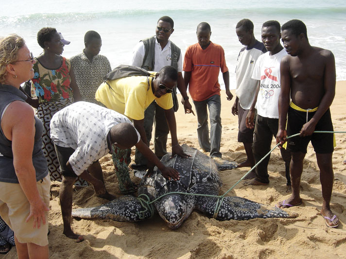 This leatherback sea turtle was rescued with ACI partners in Benin, West Africa.