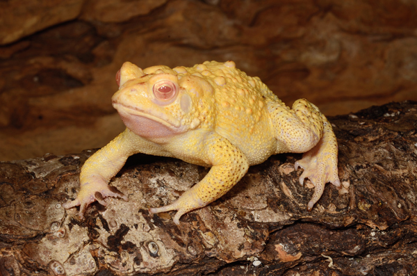 American toad