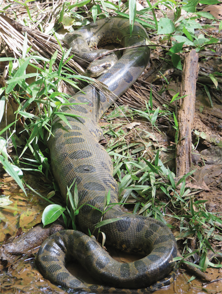 amazon forest anaconda