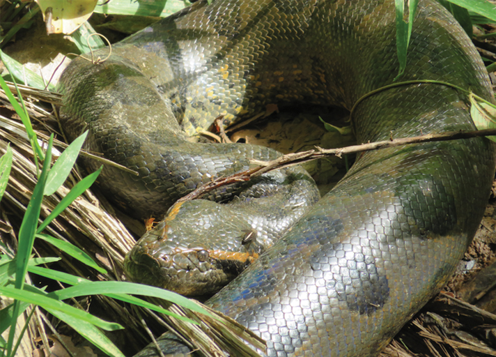 Green anaconda in the culpa