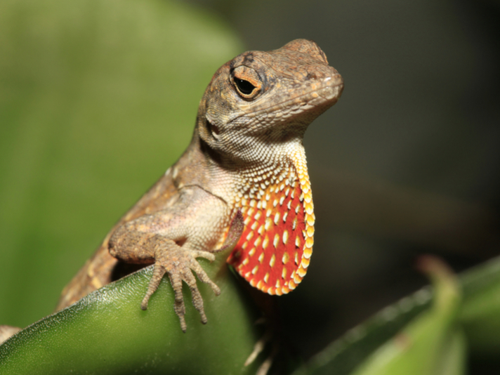 Cuban brown anole