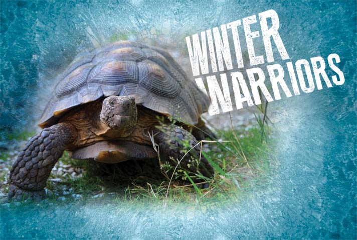 How To Brumate A Tortoise Reptiles Magazine