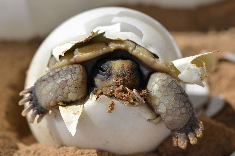 desert tortoise hatchling