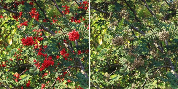 Fig. 1. We can’t imagine what it’s like to lose UVA from the spectrum, but if we take out another color, in this case red, we can understand the effect it has (right). How can we tell the berries are ripe?