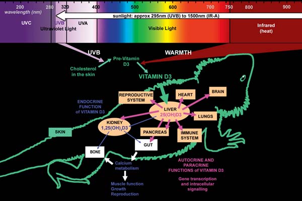 The vitamin D3 pathway. 