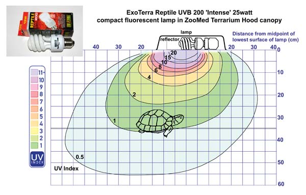 ExoTerra Reptile UVB 200 “Intense” 25watt compact fluorescent lamp in ZooMed Terrarium Hood canopy.
