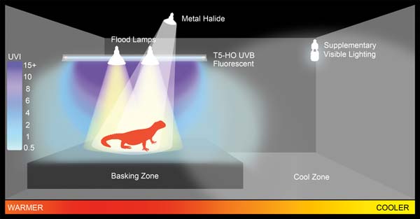 Fig. 8. Diagram of a basking zone created for a reptile in Ferguson Zone 3 or 4, using a combination of a T5-HO UVB fluorescent tube for UVB, with incandescent basking lamps and a non-UVB metal halide lamp for visible light and heat.