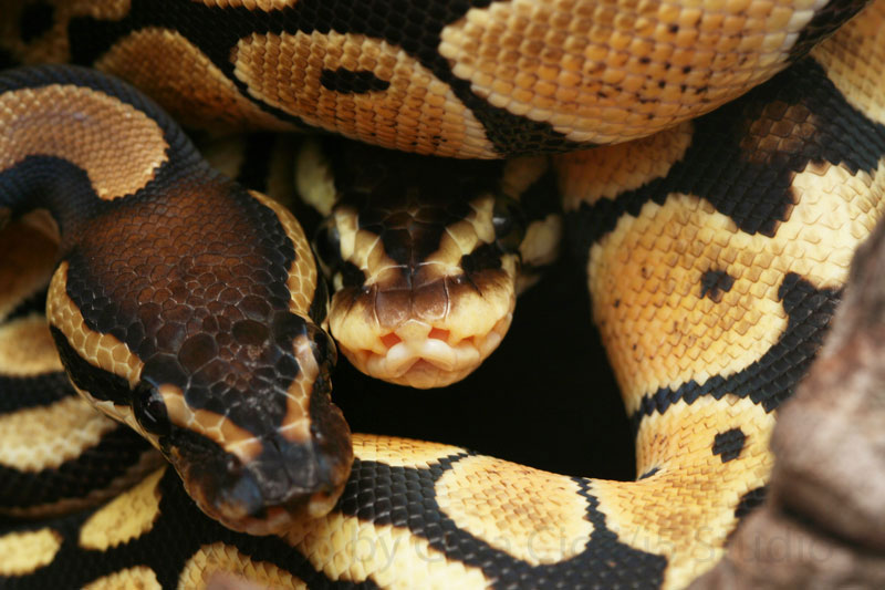 Normal ball python and pastel 
