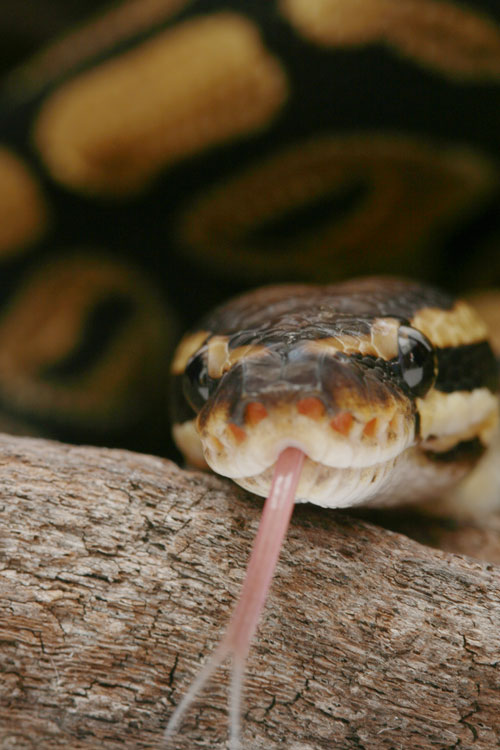 Snake With Retained Spectacle