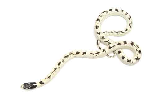 Banana California kingsnake morph