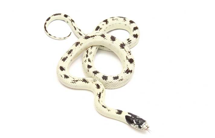 Banana California kingsnake