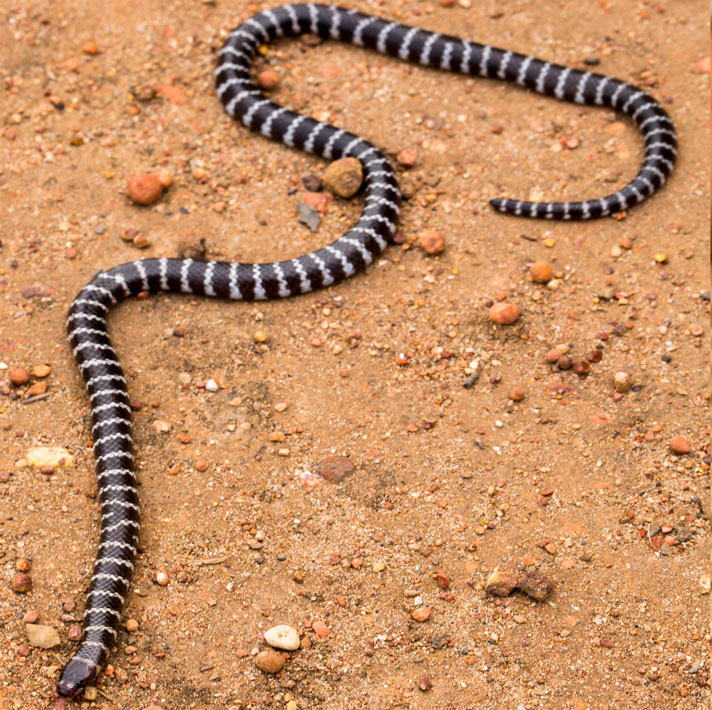 New Venomous Snake Species Discovered In Australia – Bandy Bandy Snake