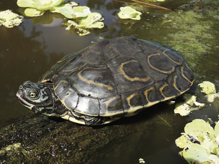 southern map turtle