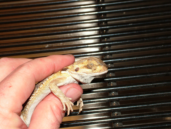 Bearded dragon with CANV