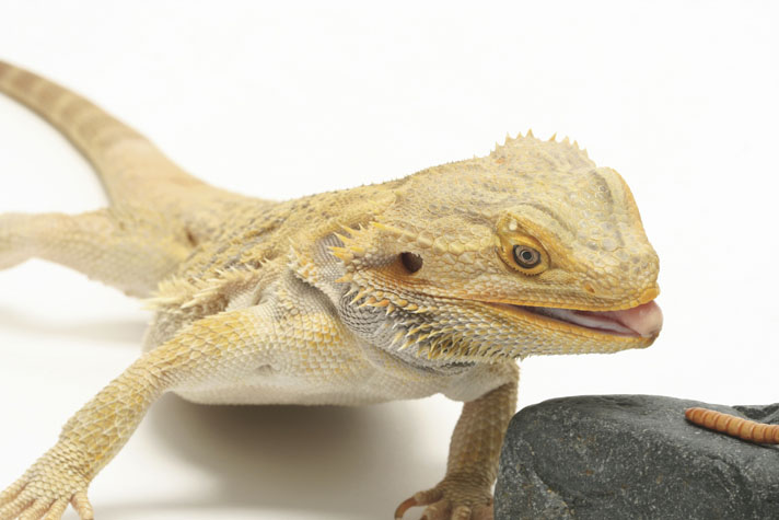 bearded dragon snacks