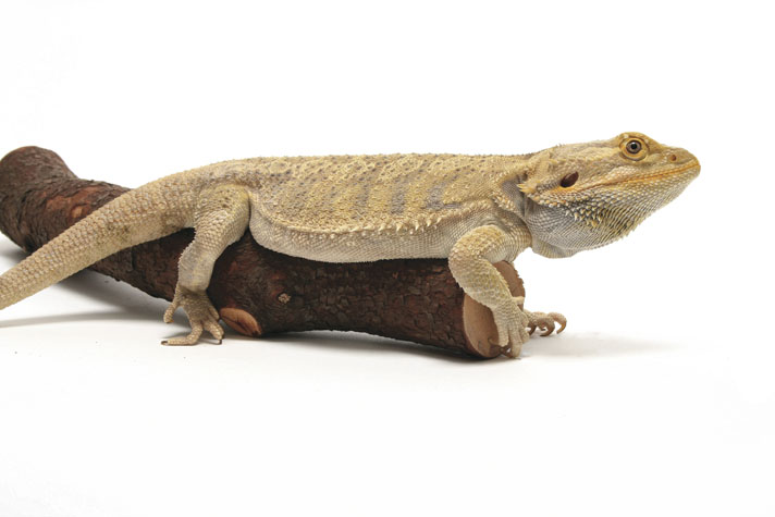 bearded dragon safety
