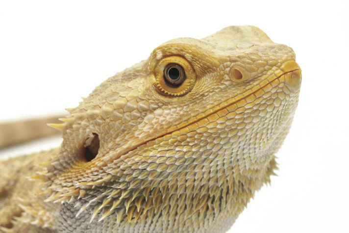 Bearded dragon, Pogona vitticeps, care sheet - Help Guides