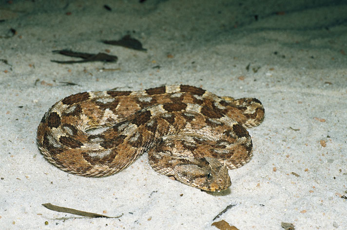 Bitis caudalis