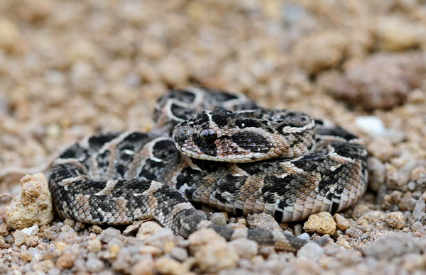 herping-for-venomous-snakes-in-uganda-reptiles-magazine