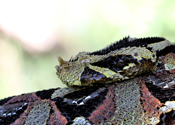 Bitis nasicornisgabonica hybrid 