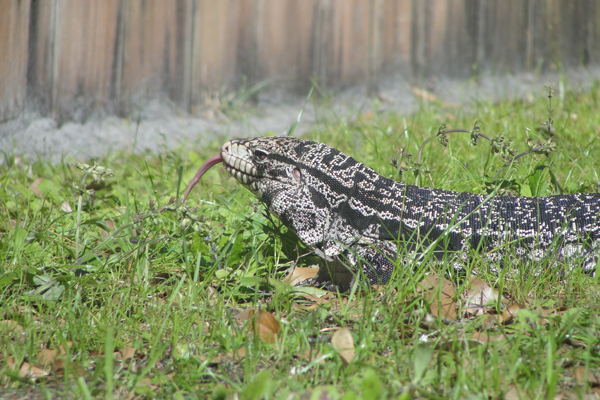 Blizzard, a black and white tegu getting some sun.