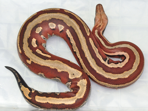 PE stripe blood python