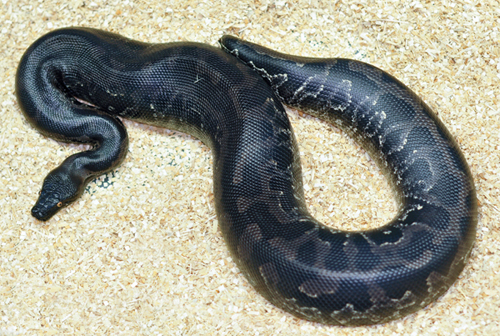 Sumatra short tailed python