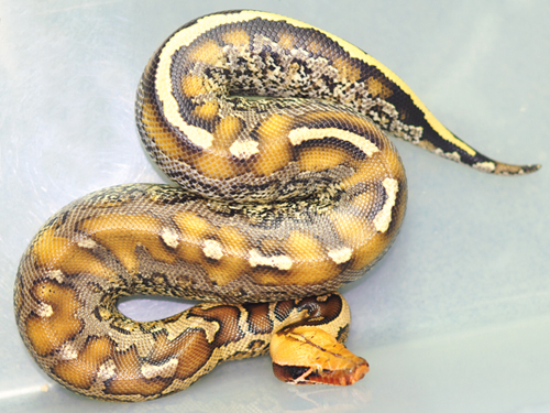 Borneo short tailed python