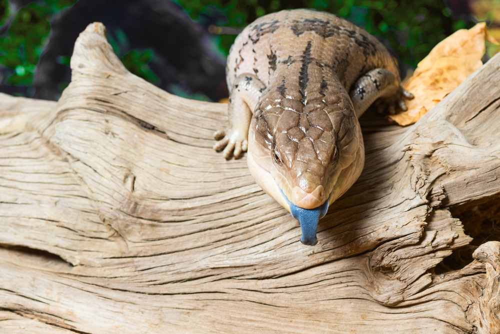 Blue Tongued Skink Care and Information Reptiles Magazine