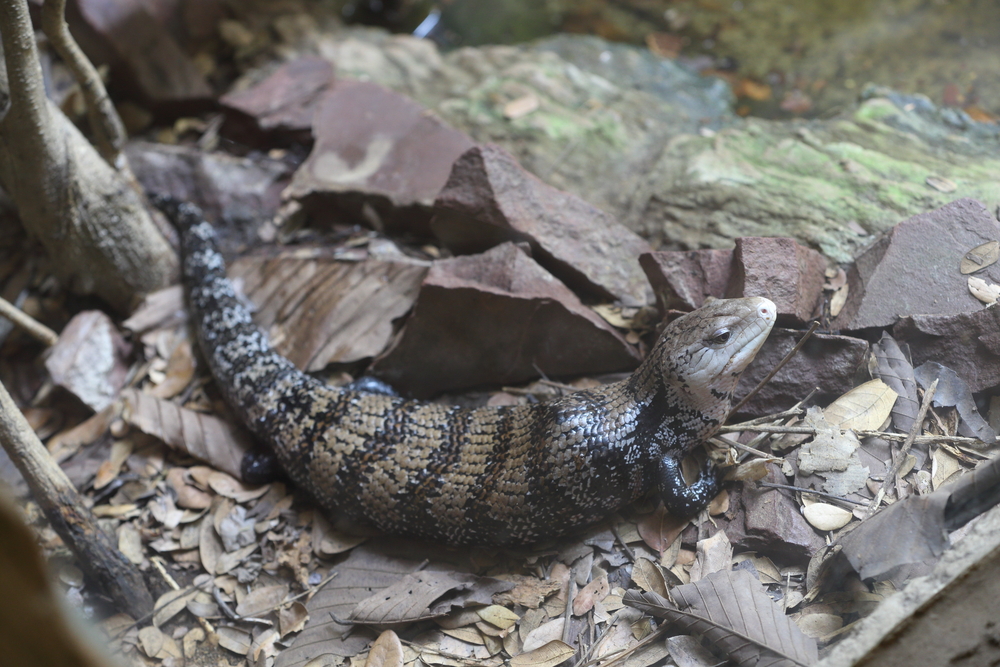 Blue Tongued Skink Care and Information Reptiles Magazine