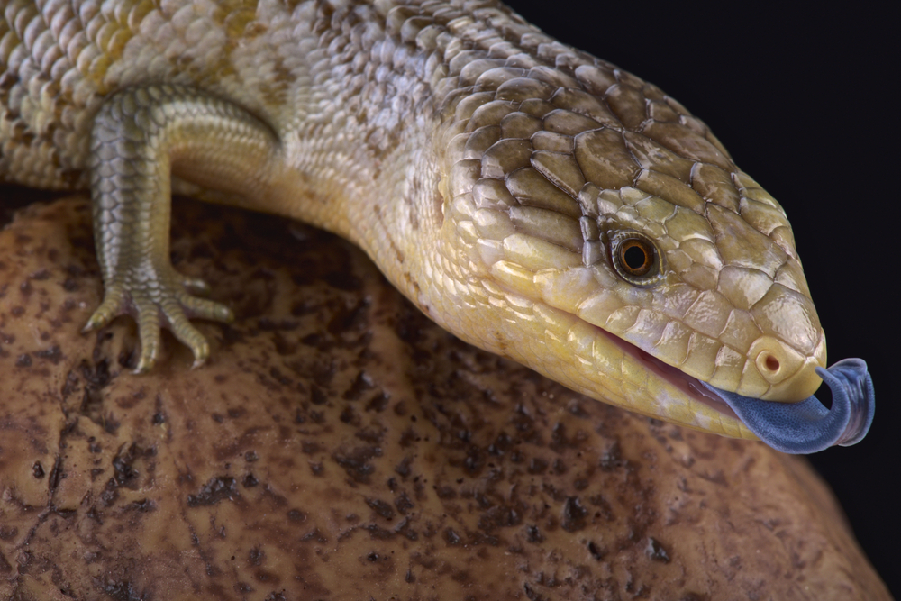 exotic pet lizards