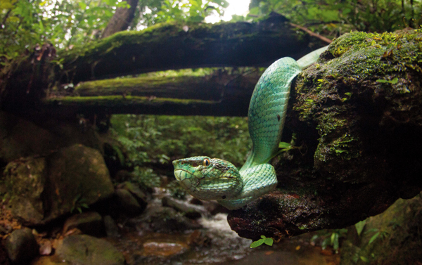 Bornean keeled viper