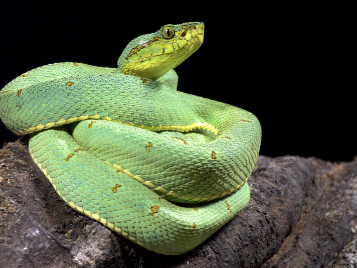 Bothrops bilineatus bilineatus