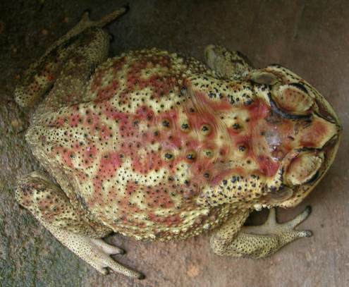 Bufo melanostictus