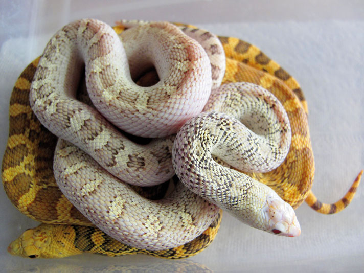 albino gopher snake