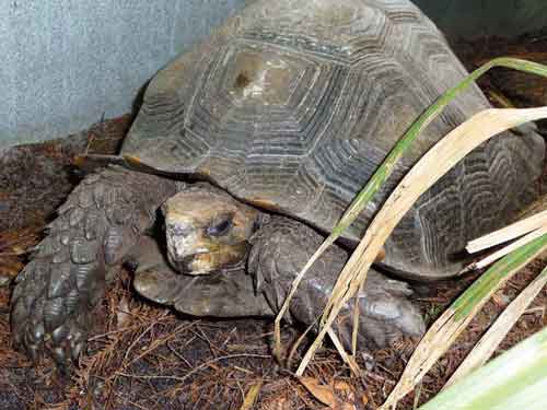 Burmese mountain tortoise