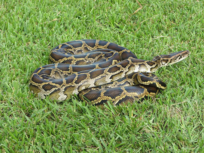 Burmese pythons are invasive species in Florida