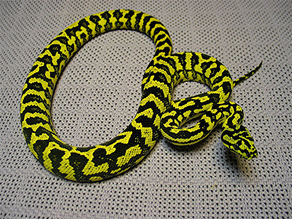 How Long Do Carpet Pythons Live? 2