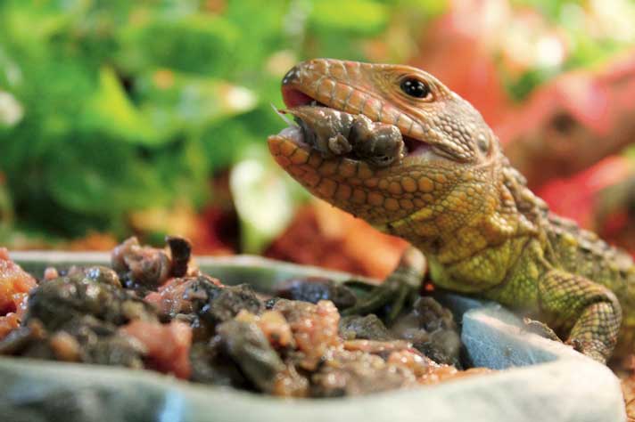 Caiman lizard eating a snail.
