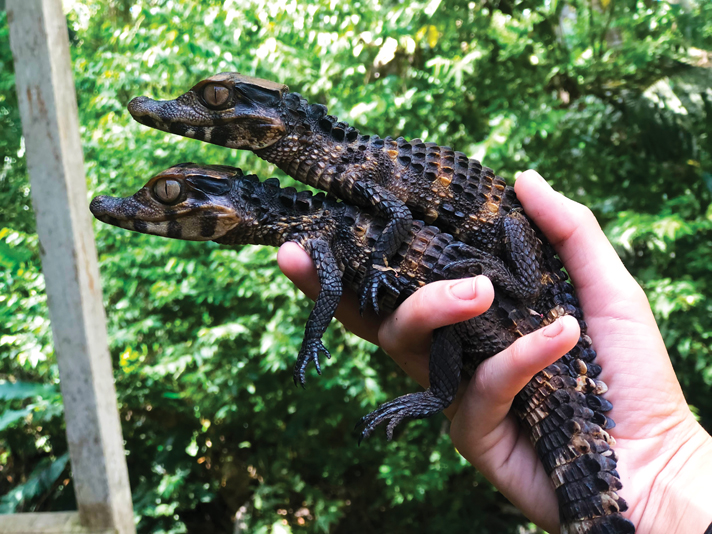 Herping The Peruvian Amazon Rainforest Reptiles Magazine