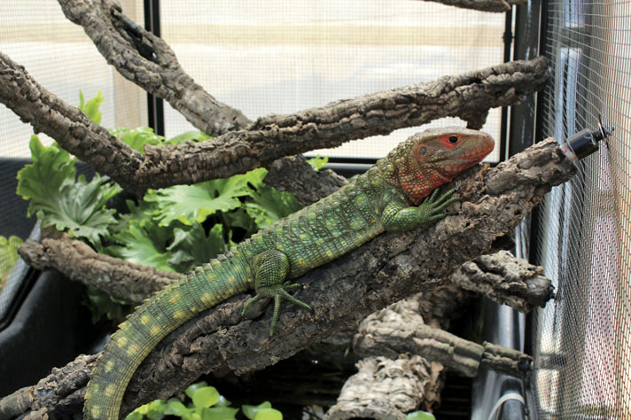 Caiman lizard